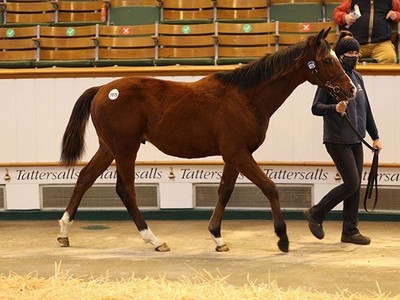 TATTERSALLS DECEMBER FOAL SALE CONCLUDES Image 1